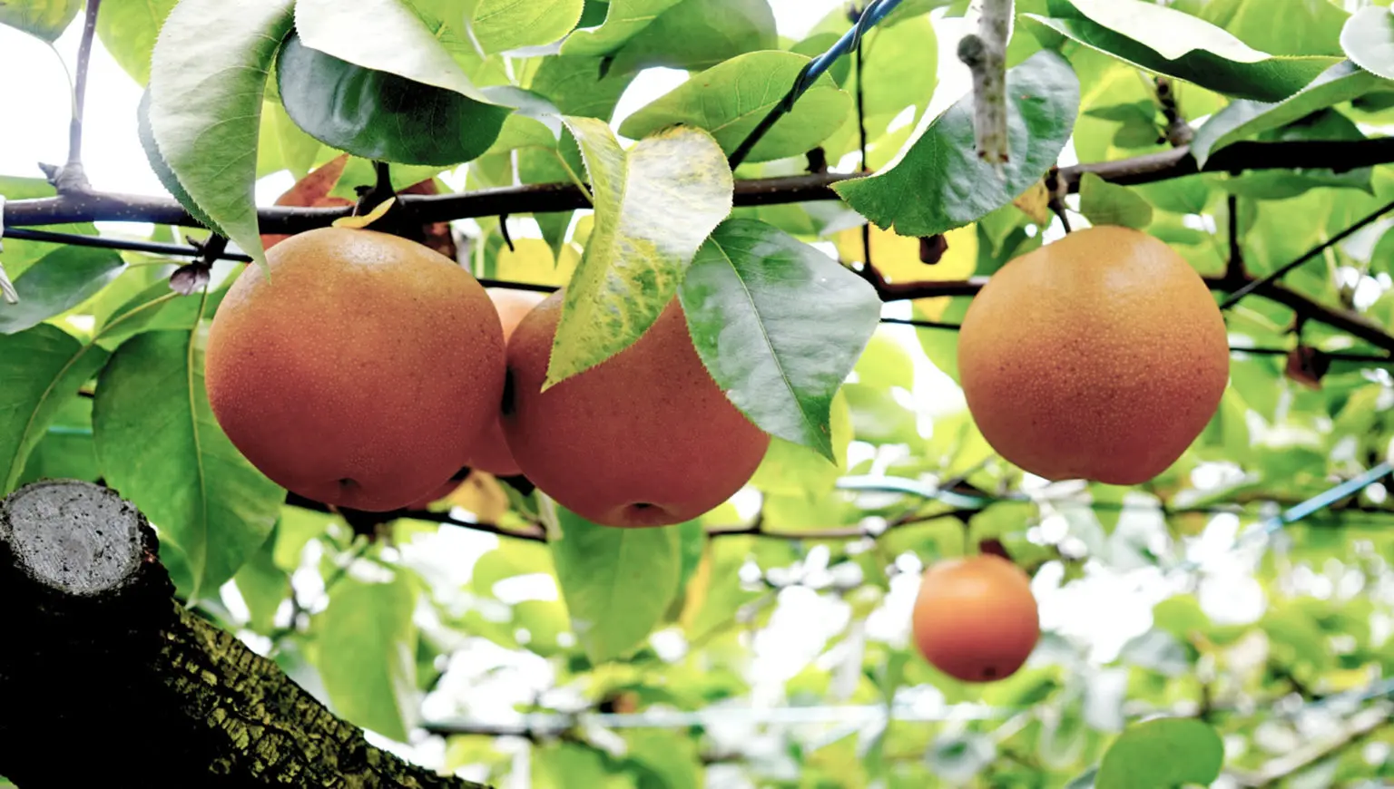 RIEN sparkring японская свежая груша ликер