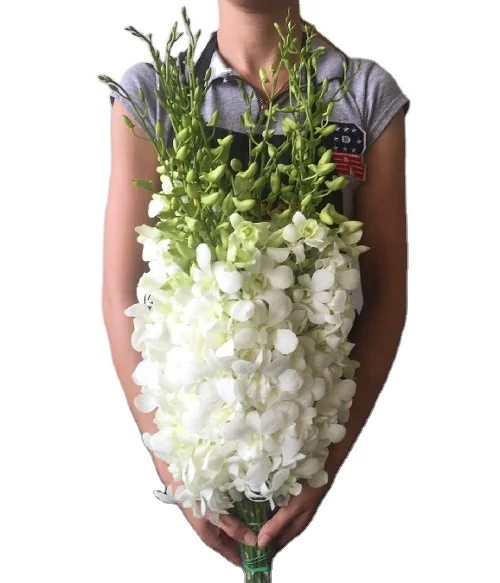 Оптовая продажа свежих больших белых тайских цветов орхидеи Премиум качество @ Лучшая цена попробуйте нас!