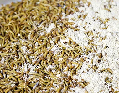 Dried Mealworm Pupa For Japanese Health Products