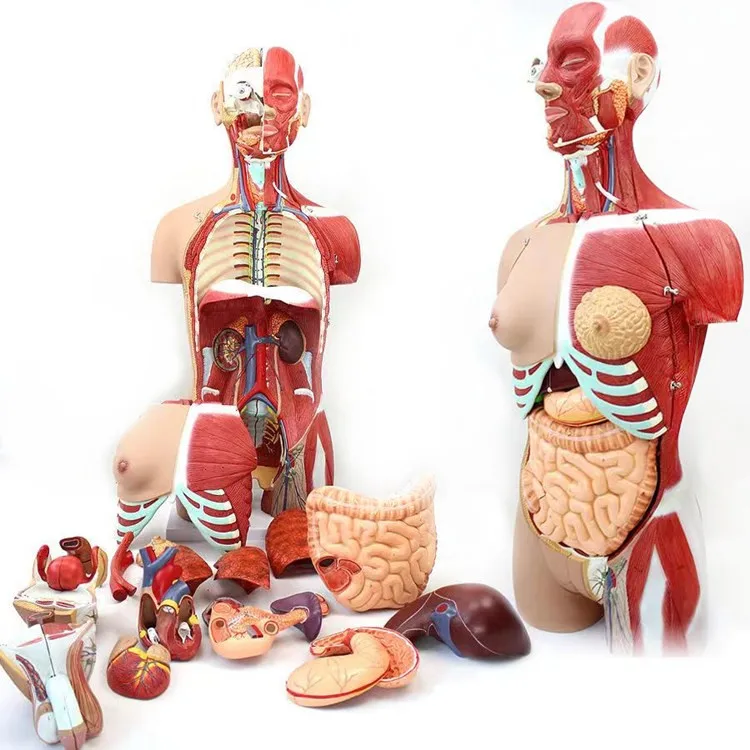 Human half body manikin with internal organs human biological anatomy model