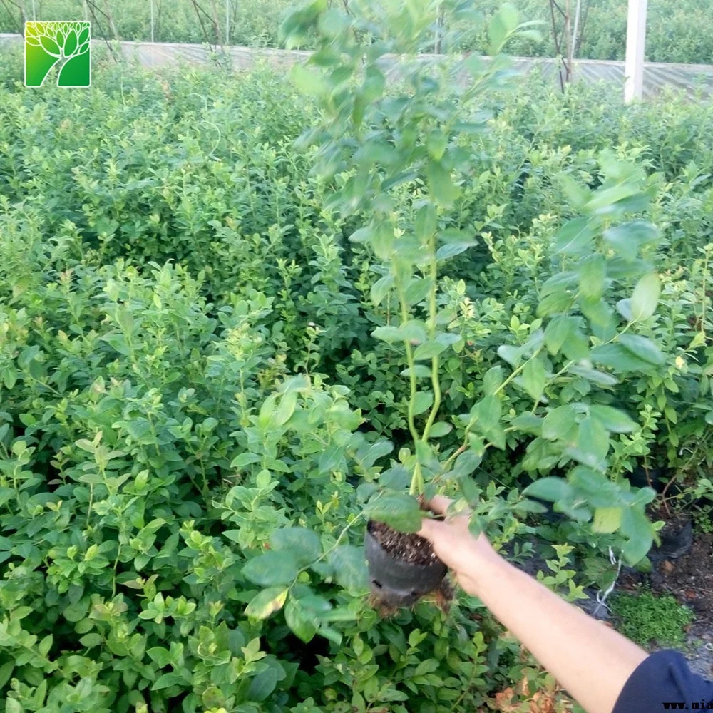 Лидер продаж, Черничное фруктовое растение 4-5 см длиной, саженцы деревьев, Прививка Spp