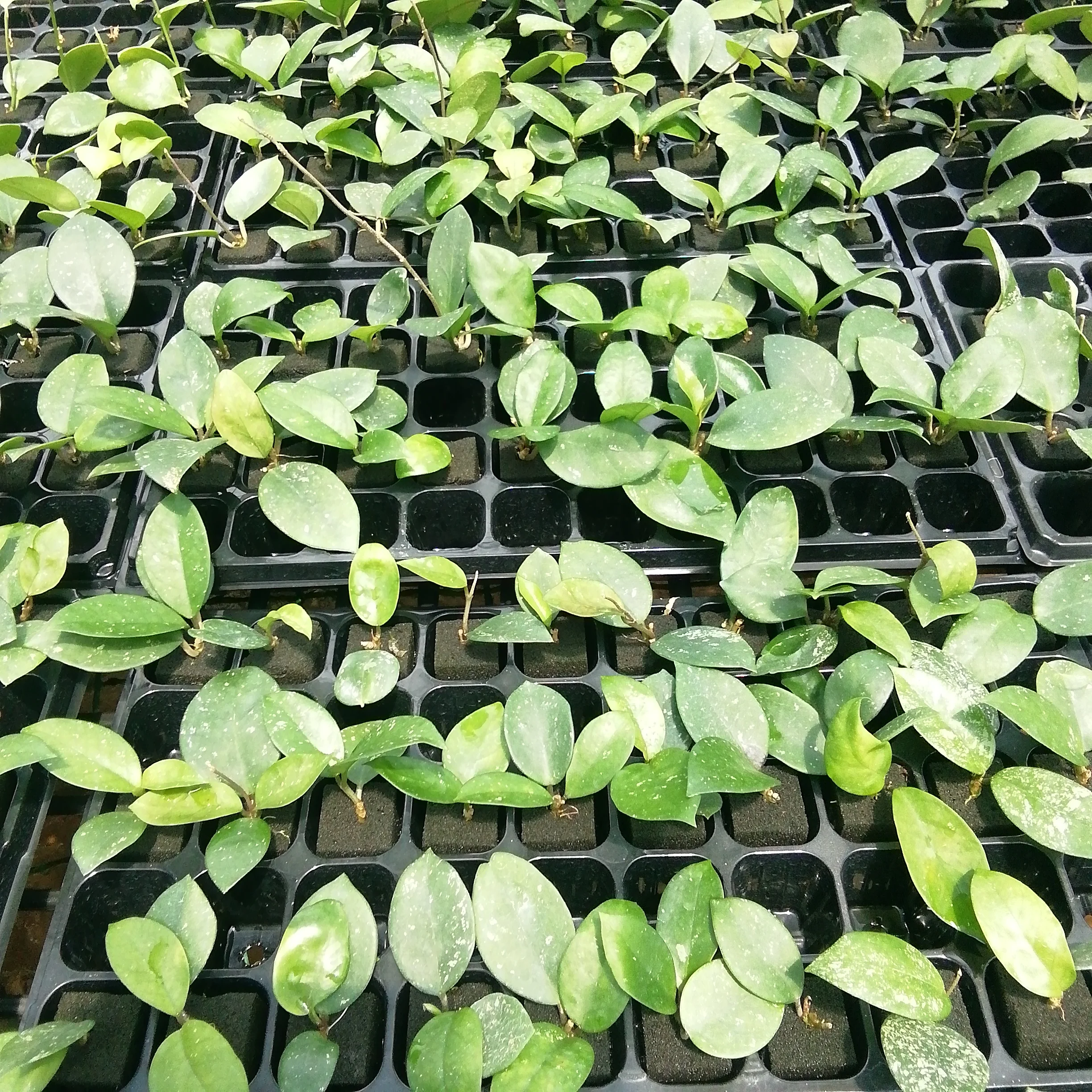 
Indoor ornamental plant hot wholesale high quality real plants Hoya Carnosa Stardust of indoor plants Supplier 