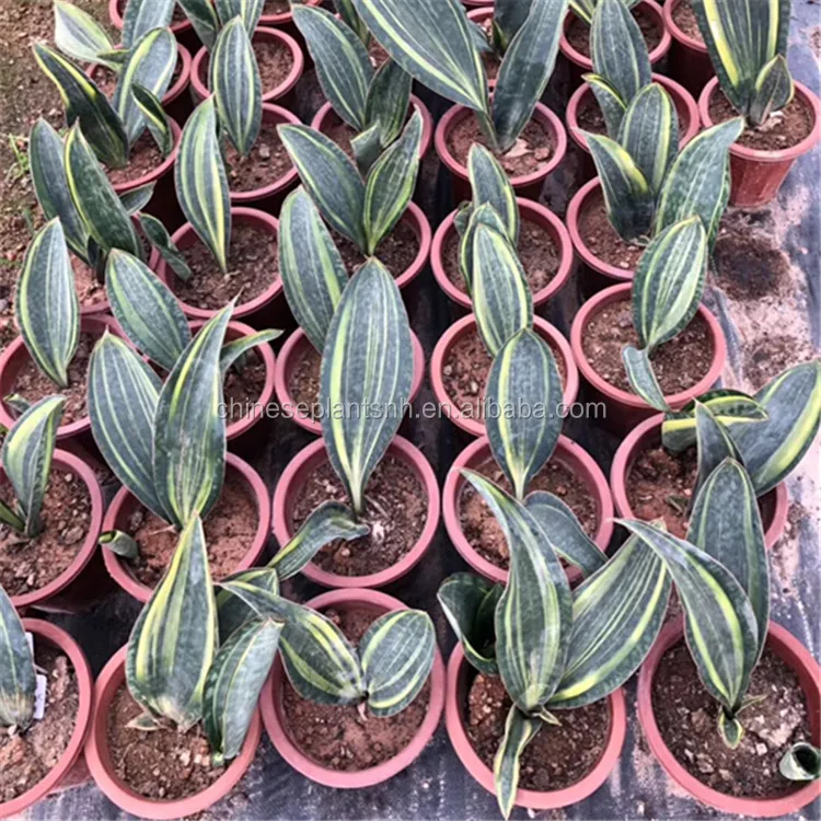 
 Все типы растений sansevieria snake  