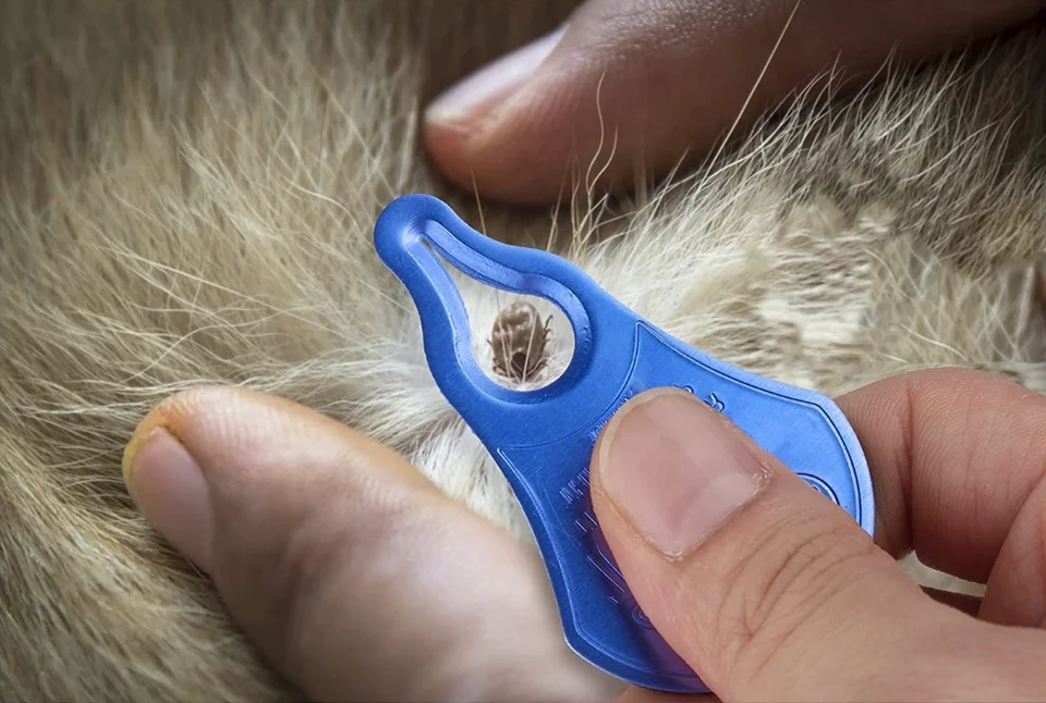 Tick Remover Tool Portable Tick Removal for Pet and Humans Safe and Reliable Pain-Free Essential Tools for Outdoor Activities