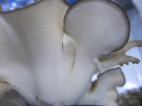 fresh grifola frondosa mushroom