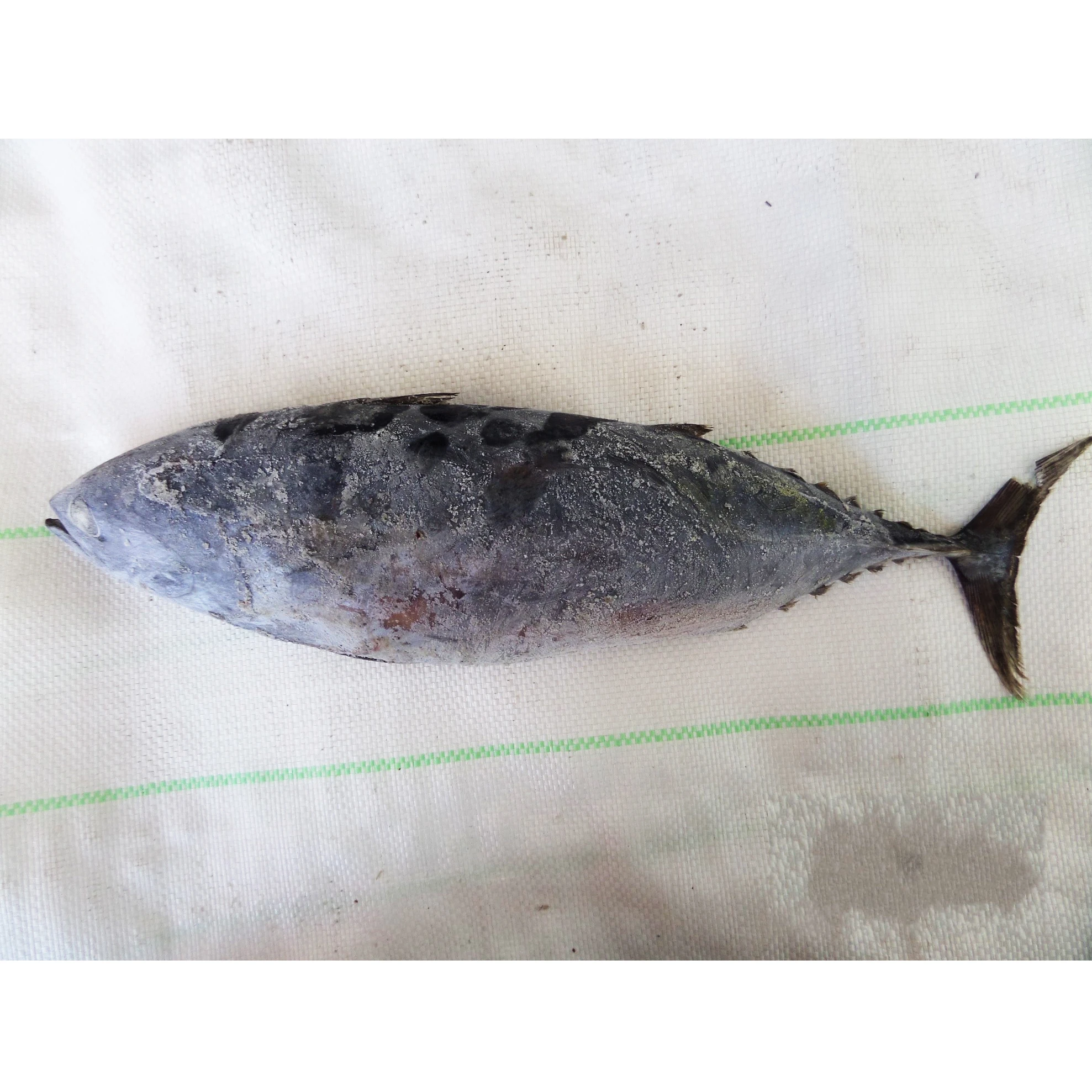 Замороженный Бонито скумбрия тунец шкидок