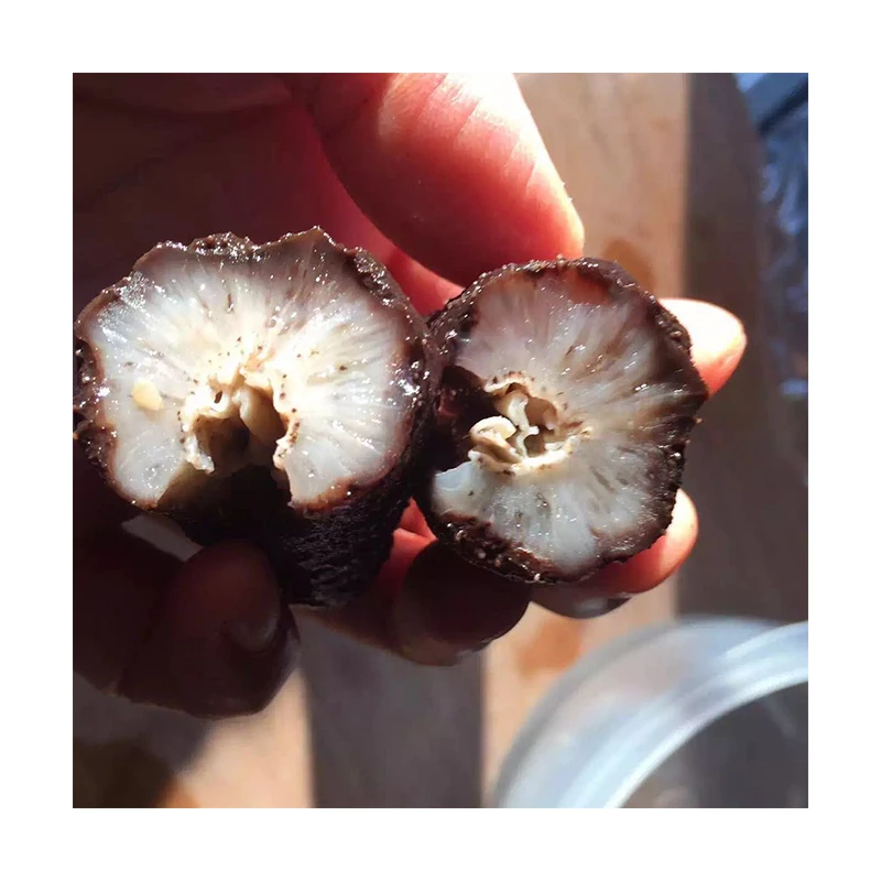 Греческий сушеный дикий морской огурец, высококачественный морской огурец для продажи, греческий полийский тубулоза