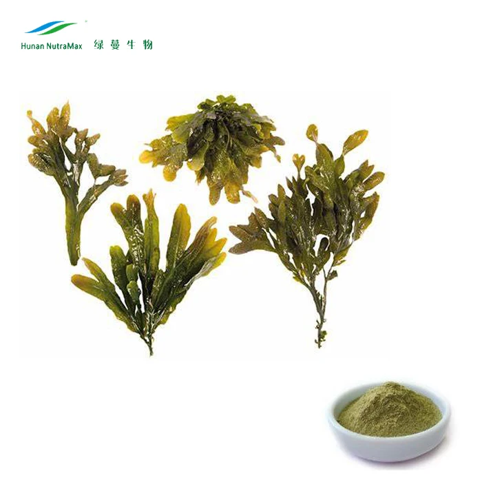 Best Price Fucoidan 80%95% Fucoxanthin 10%20% Kelp Extract Bulk Seaweed Extract