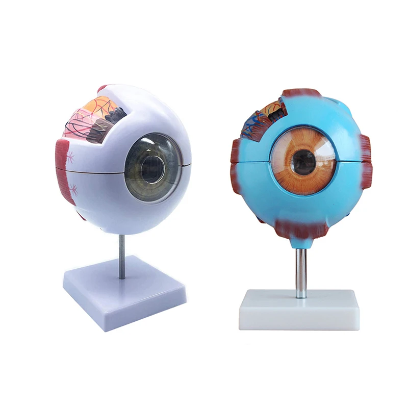 Medical Plastic Simulation 6X Enlarged Human Eye Anatomy Model For Science Display Teaching