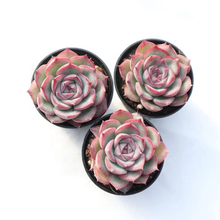 
2021 hot korean cheap succulent plant mini succulents buy wholesale 