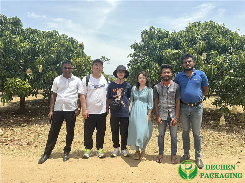 TJ Mango Protection Bags From Malaysia - Your Ultimate Solution For Safe And Fresh Mango Storage