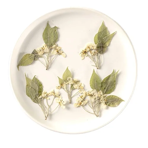 Pear Blossom Multi Header With Branches DIY Art Crafts Making Natural Plant Real Dried Pressed Flower