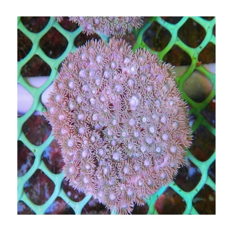 High Quality Colourful Live Aquarium solf corals For Home Aquarium Decoration