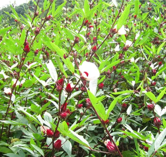 500 г натуральный Новый havested NON-GMO семена Hibiscus