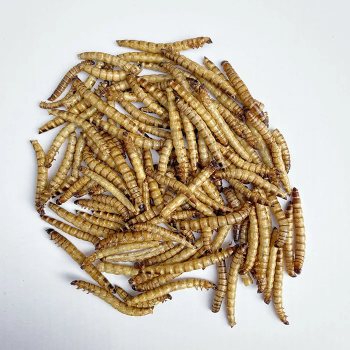 
bird fish food spanish fly dried crickets dried mealworms superworm 