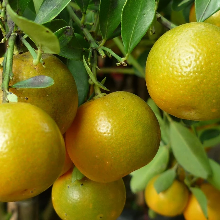 
Сушеные цитрусовые микрокарпы для хорошего здоровья 