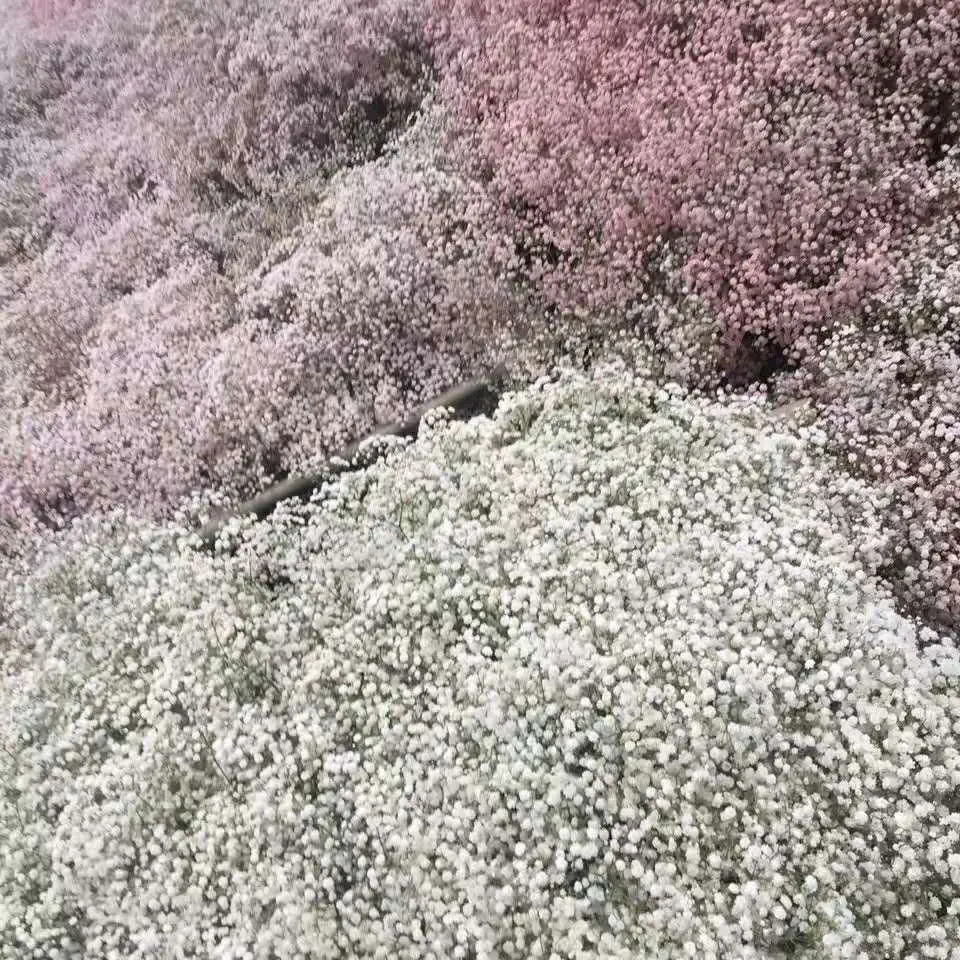 Украшение цветок сушеные консервированные цветы Гипсофила paniculata детское дыхание для свадебного