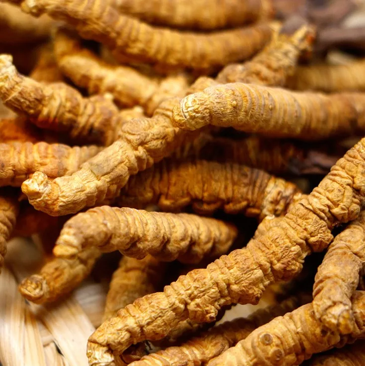 Supply Enchace Immunity Wild Chinese Caterpillar Fungus/Cordyceps Sinensis