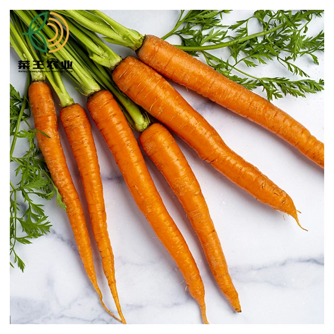 
Wholesale fresh carrots vegetable red carrot from China 