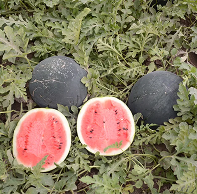 
MW10 Yuan high yield hybrid round watermelon seeds price 