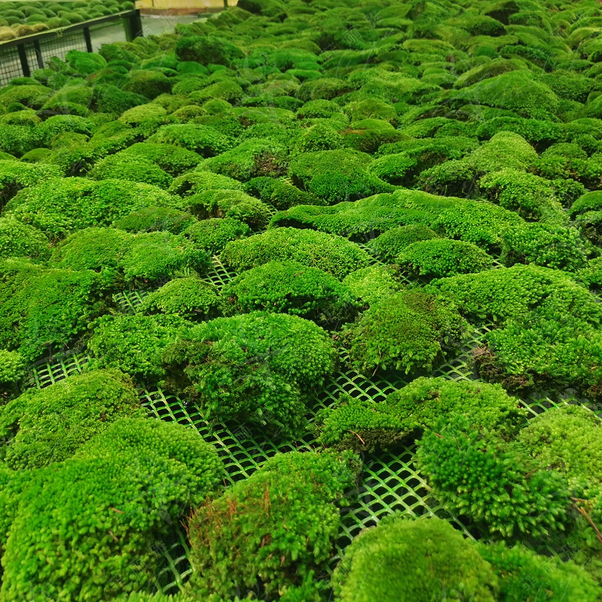 Every Love Real Preserved Moss Wall Custom Size Moss Painting Natural Decorative Flowers & Wreaths Wooden Frame Is Installed T/T