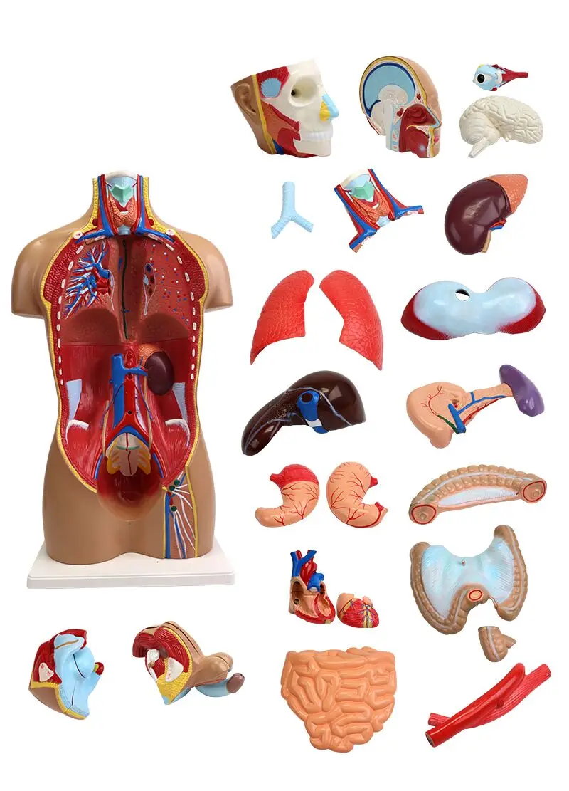 Gelsonlab HSBM-001 Dual Sex Human Torso model Human Body Anatomical Model 85CM(34parts)