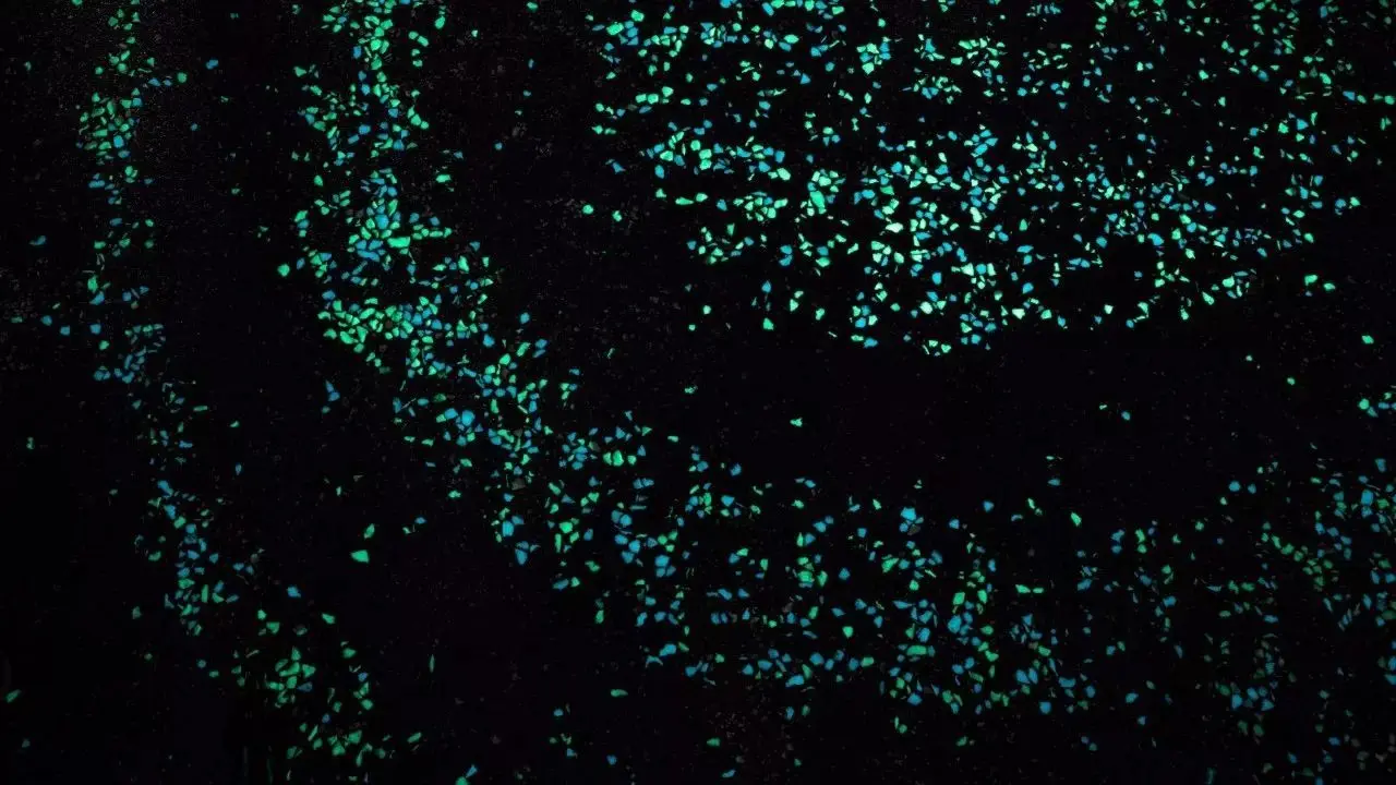 
Luminous Stones Glow in The Dark Garden Pebbles for Walkways & Decoration and Plants Luminous Stones 