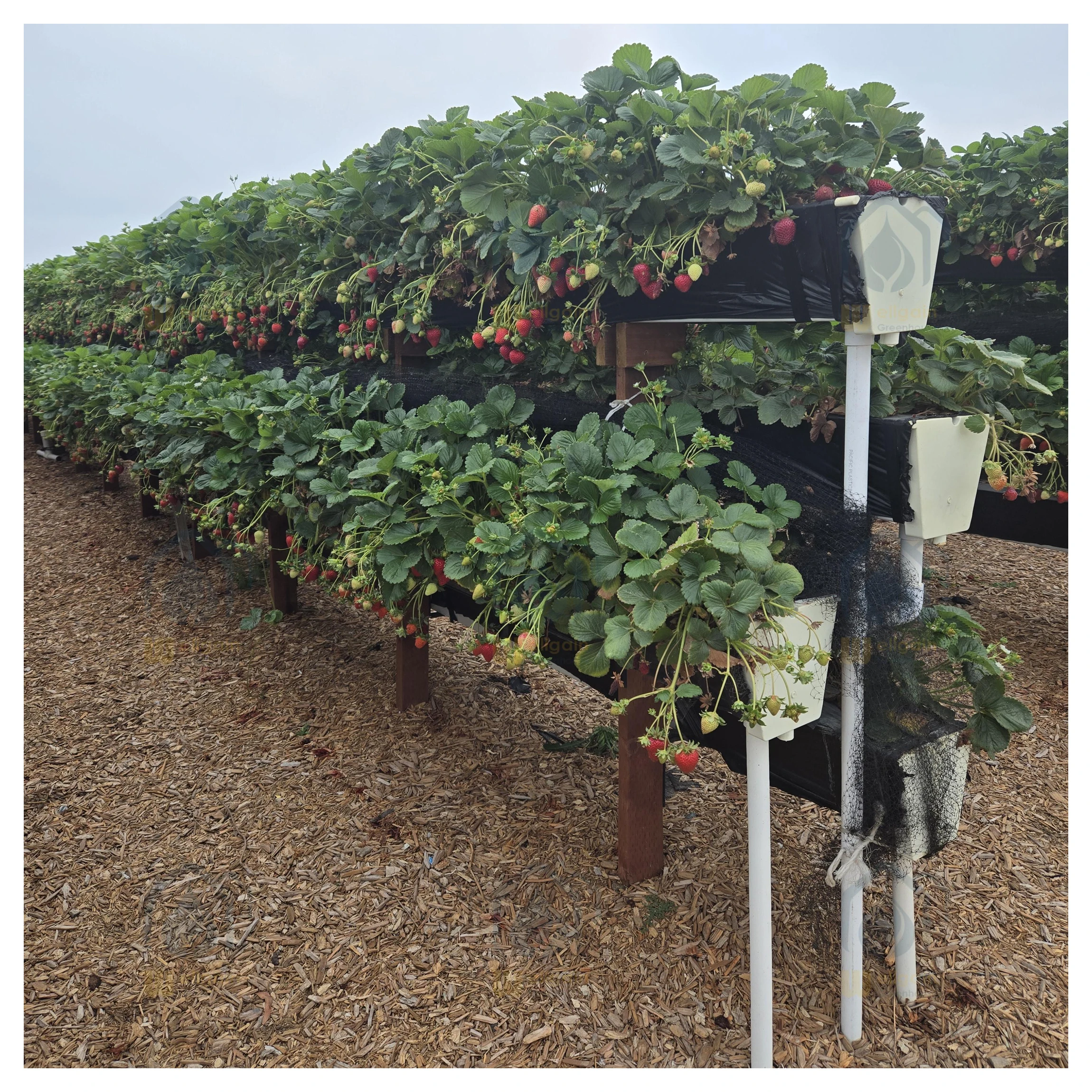 Farm NFT gully gutter planting growing troughs for strawberry and tomatoes hydroponic growing system agriculture vertical
