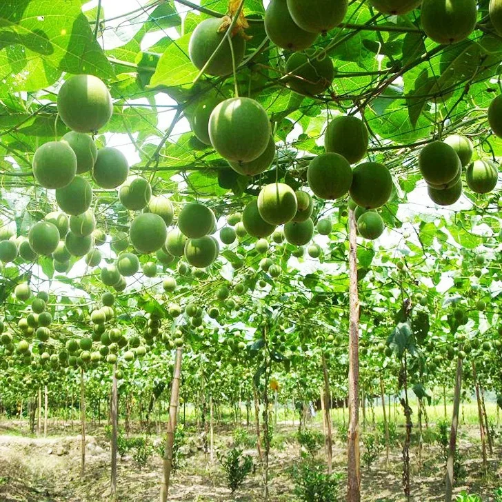 Premium Quality Factory Wholesale Dried Momordica Grosvenori Herbal Tea Soothe Throat Sweet Mangosteen Fruit Tea Luo Han Guo