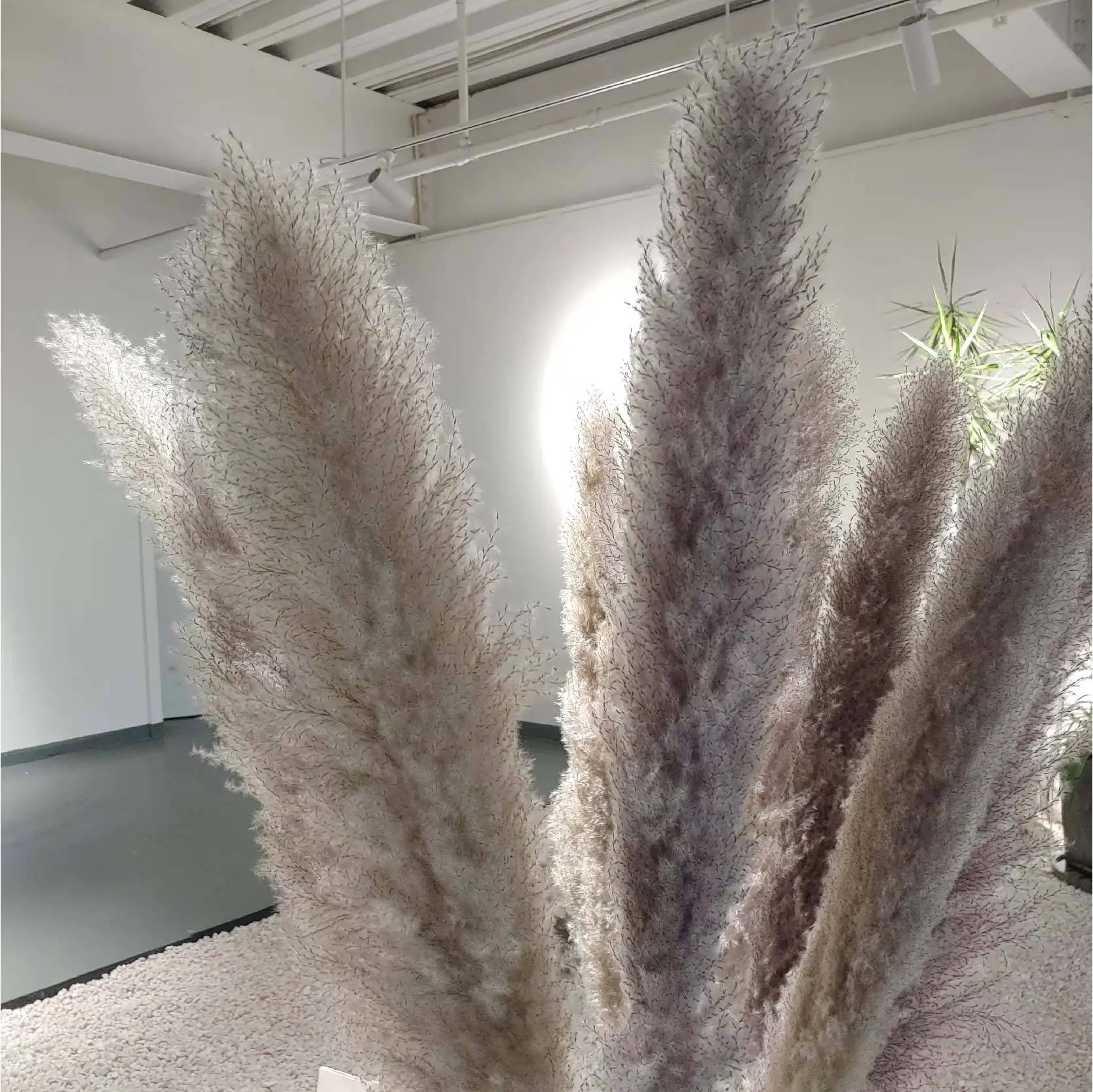 UO new arrivals natural artificial flowers large pampas gray pampas grass dried flower plume size 60cm decorative flowers