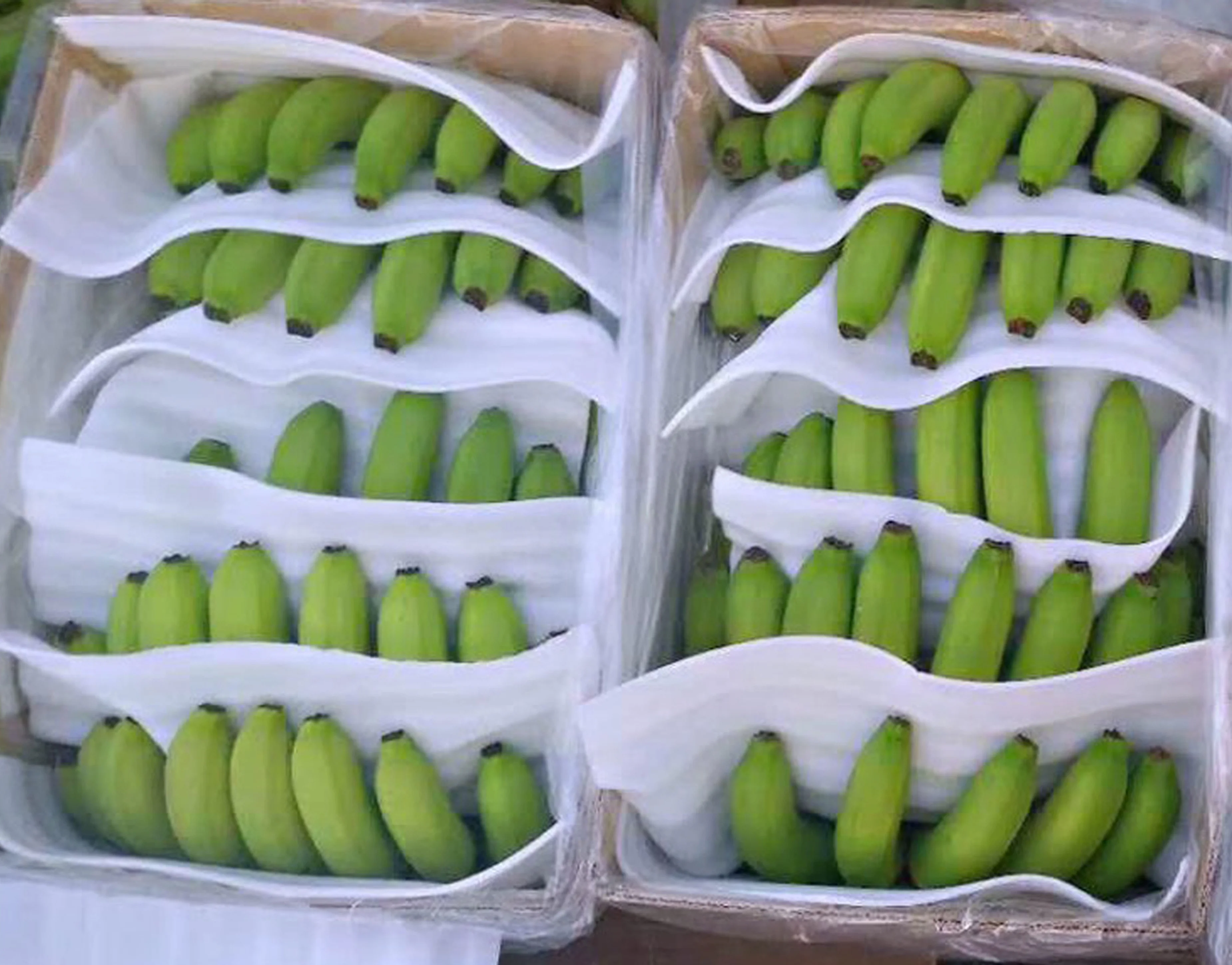 CAVENDISH BANANA, VIETNAM ORIGIN, HIGH QUALITY, BEST PRICE FOR DIRECT EATING, CROP 2022-2023