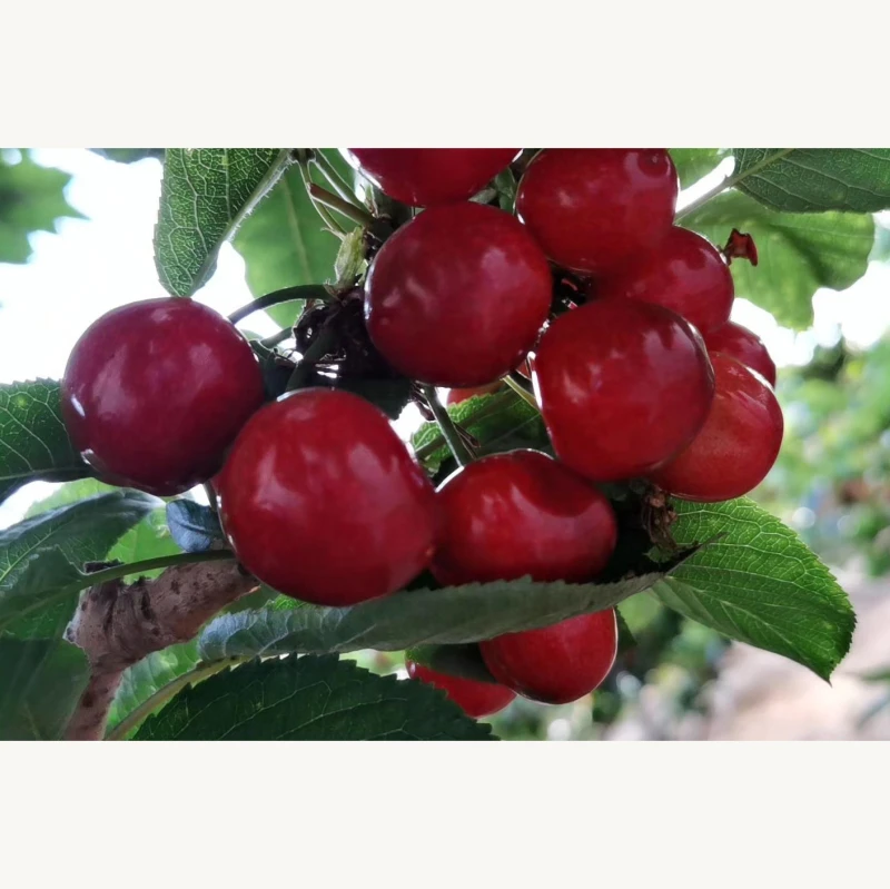 
Chinese suppliers wholesale fresh non-added organic cherries 