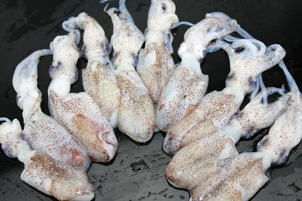 
frozen chinese squid loligo squid good quality squid 