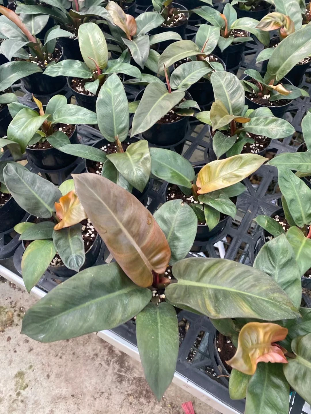  Philodendron black cardinal живые растения комнатный бонсай