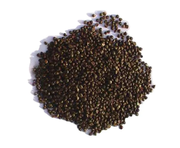 Высокий процент выживания, семена растений партенокаситсита трикуспидема Бостонского плюща