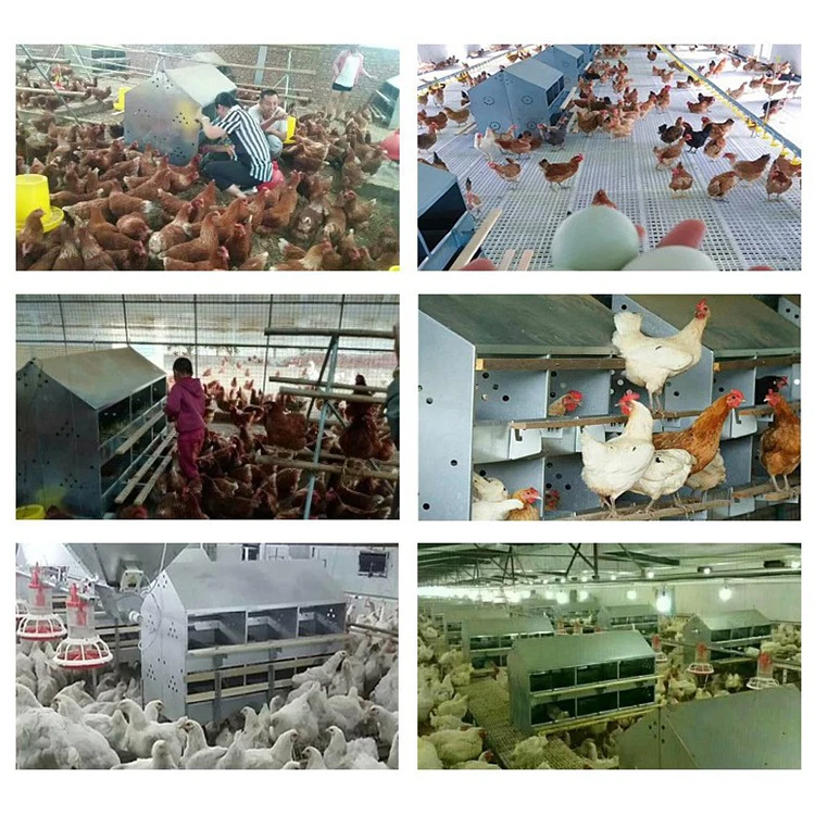Poultry Equipment 12 Holes Metal Chicken Egg Laying Nest Box Hot Galvanized Sheet Chicken Nesting Box