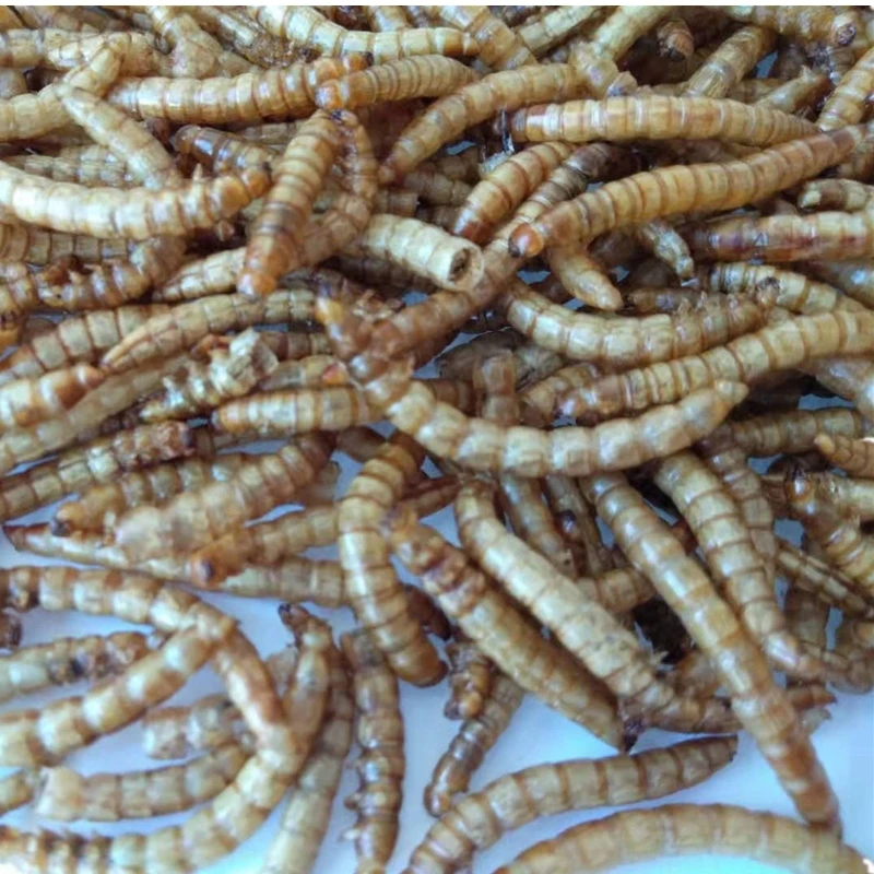 Сушеные mealworms для еды