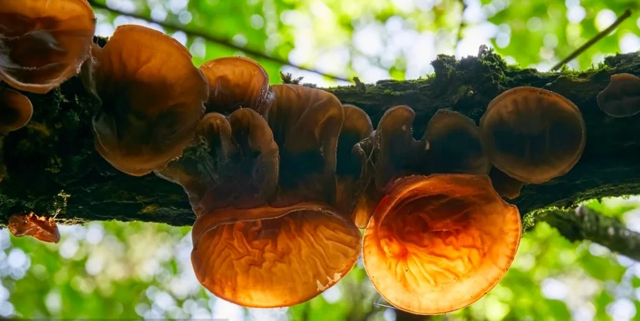 Pure Organic black fungus extract /auricularia auricula extract polysaccharides