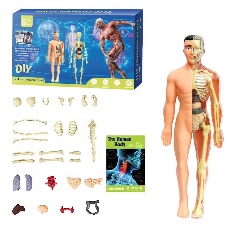 STEM Toy DIY Transparent Human body model for children 28 Pieces human anatomy human body model