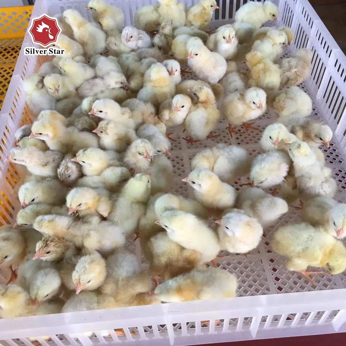 Silver star full Automatic 3168 All In One Egg Incubator