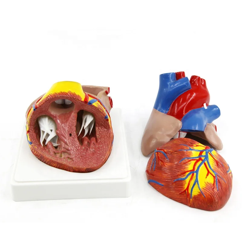 Увеличенный размер Съемный пластик человеческое сердце анатомическая модель медицинская научная Учебная