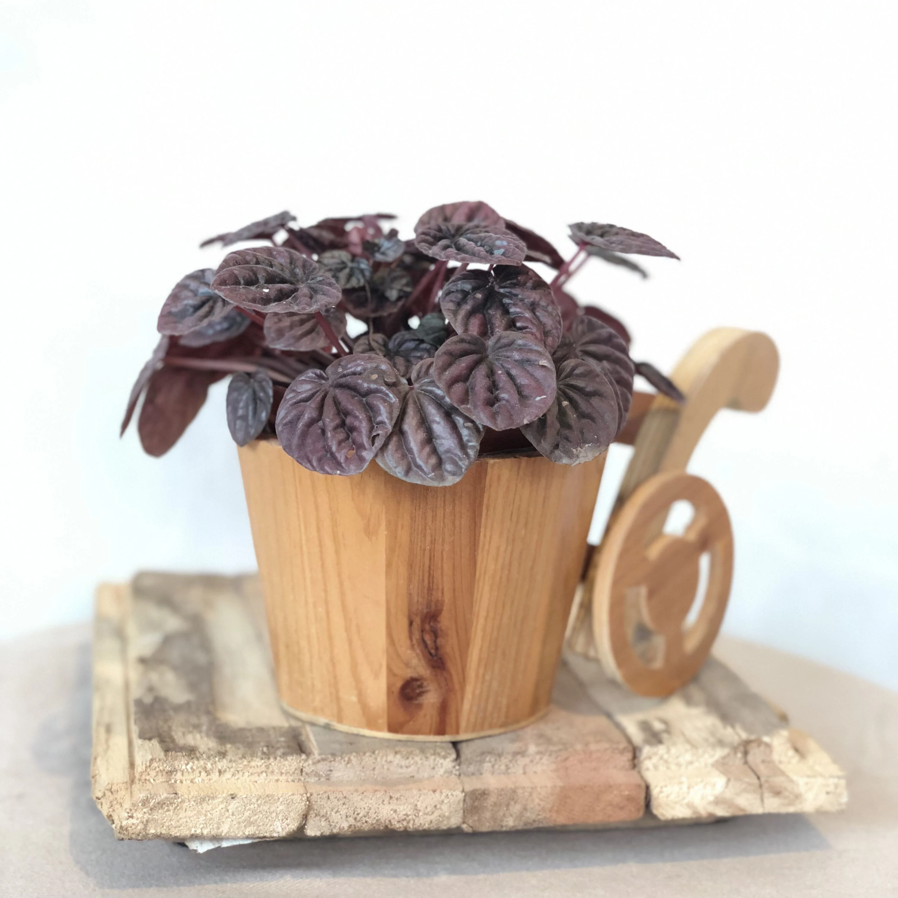 
Decorative wood pots creative small planter wooden flower plant pot 