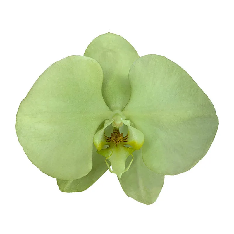 Home Flower Decoration Butterfly Orchid Vitality Green Phalaenopsis Fresh Cut Flowers