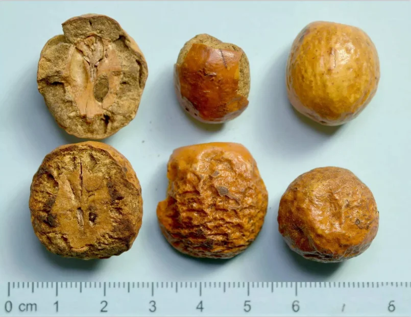 Wholesale Functional Fructus Toosendan Chuan Lian Zi Chinese Traditional Medicine Dry Herb