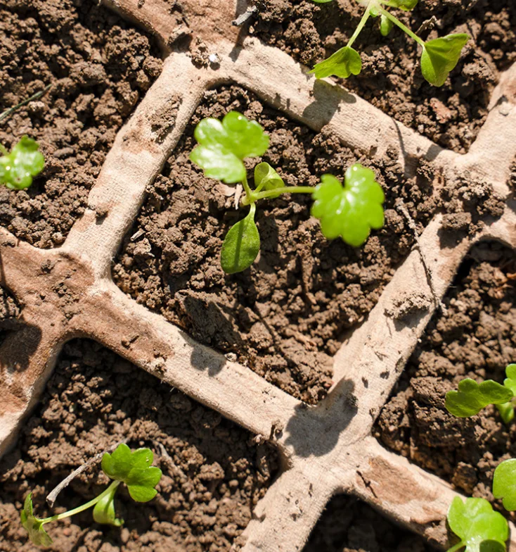 Factory supply Biodegradable 12 cells Paper Pulp Peat tray Seed Starter Nursery paper Trays for wholesales