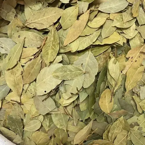 Top quality cook spice and Wholesale product   laurel leaves