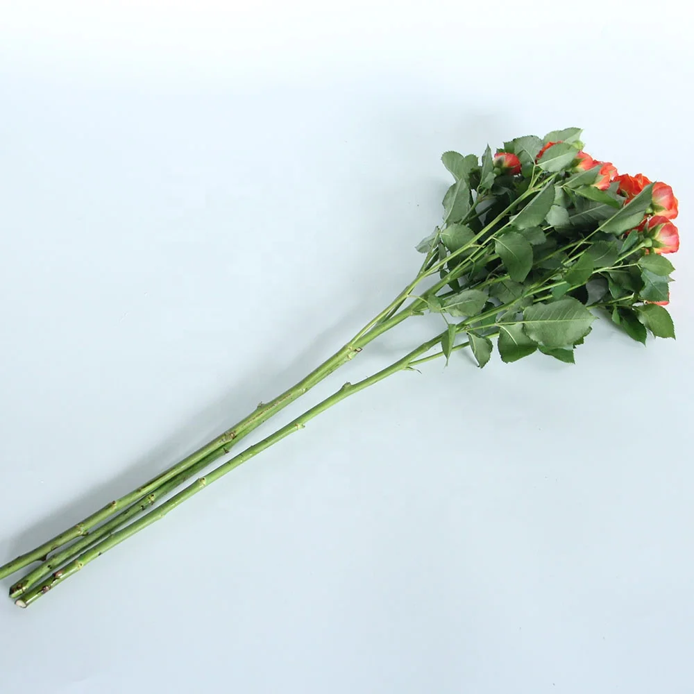 Competitive Price  Fresh Cut Flowers Spray Head Roses 10 stems  Orange Barbie for Home Valentine Flower Arrangement Decoration