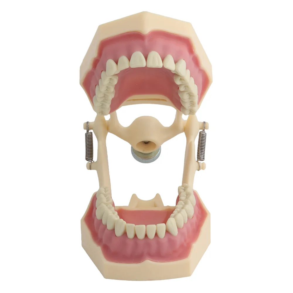 Frasaco Dental Model (32 Tooth) Soft Gum Teaching with Removable
