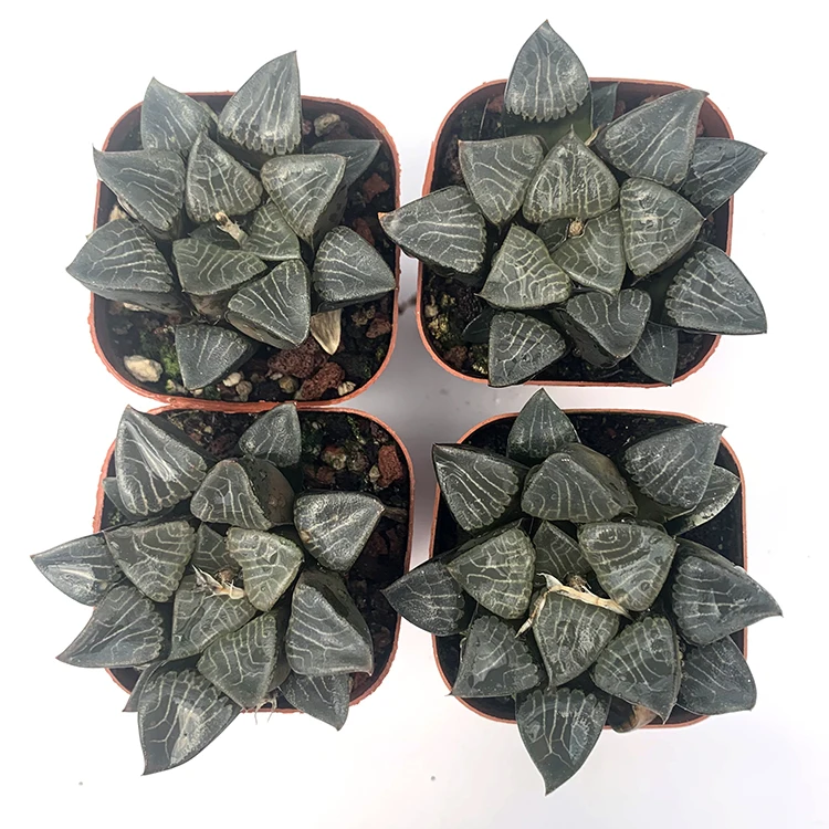
for office Real natural plant mini succulent plants 