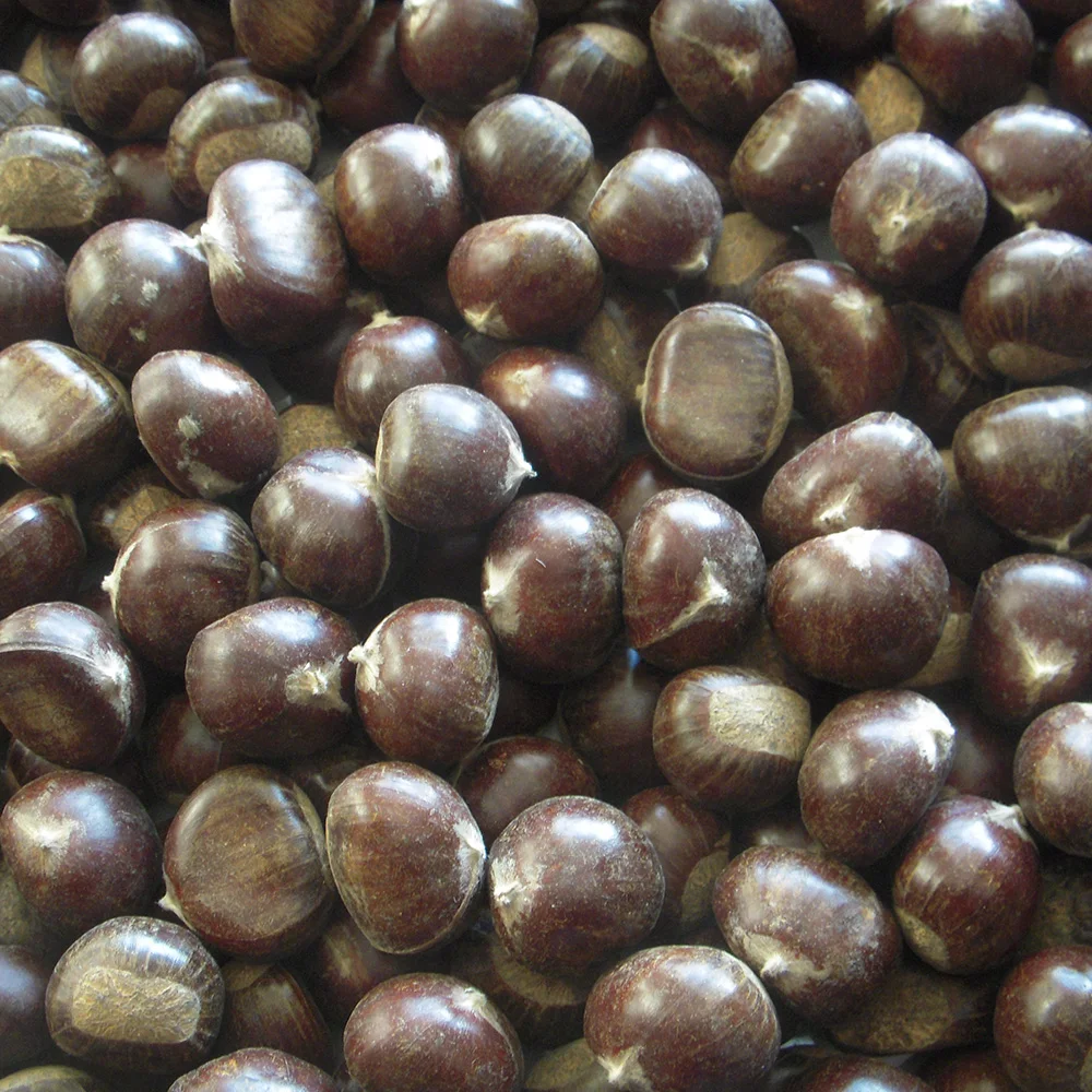 2023 New Crop Top Quality Fresh Chinese Chestnut with Bright Color